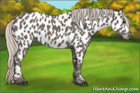 Horse Color:Silver Black Appaloosa 