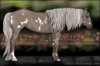 Horse Color:White Spotted Silver Grullo Brindle 
