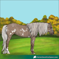 Horse Color:White Spotted Silver Grullo Brindle 