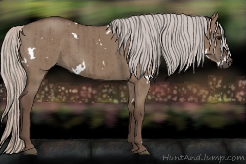 Horse Color:White Spotted Silver Grullo Brindle 