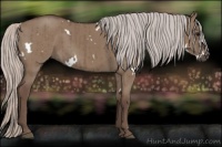 Horse Color:White Spotted Silver Grullo Brindle 
