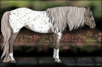 Horse Color:Silver Grullo Tobiano Appaloosa Brindle 