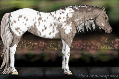 Horse Color:White Spotted Silver Grullo Tobiano Appaloosa Brindle 