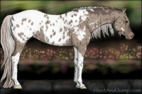 Horse Color:White Spotted Silver Grullo Tobiano Blanket Brindle 