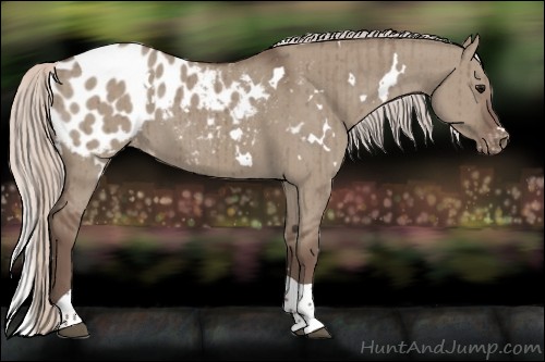 Horse Color:White Spotted Silver Grullo Tobiano Appaloosa Brindle