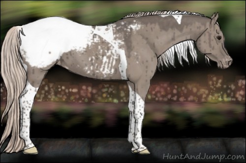Horse Color:Silver Grullo Tobiano Snowcap Brindle 
