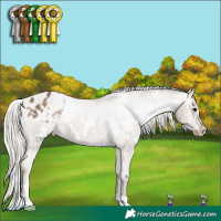 Horse Color:White Spotted Silver Grullo Appaloosa Brindle 