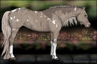 Horse Color:White Spotted Silver Grullo Tobiano Appaloosa Brindle 
