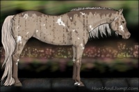 Horse Color:White Spotted Silver Grullo Varnish Brindle 