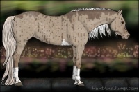 Horse Color:Silver Grullo Tobiano Appaloosa Brindle