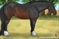 Horse Color:Brown 