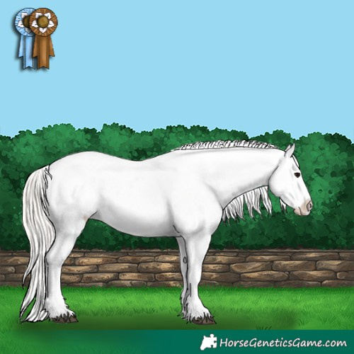 Horse Color:Silver Grullo Appaloosa 