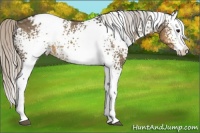 Horse Color:White Spotted Silver Buckskin Dun Splash Appaloosa 