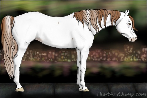 Horse Color:Chestnut Appaloosa 