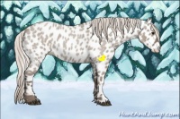 Horse Color:Silver Grullo Roan Appaloosa 