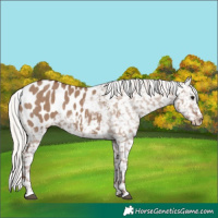 Horse Color:Silver Grullo Blanket 