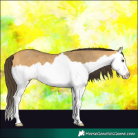 Horse Color:Buckskin Dun Splash 