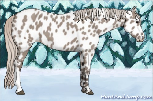 Horse Color:Silver Grullo Appaloosa 