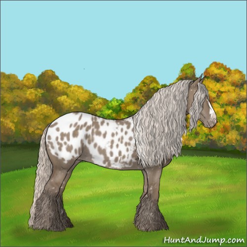 Horse Color:Silver Grullo Appaloosa 