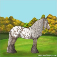 Horse Color:Silver Grullo Appaloosa 