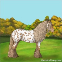 Horse Color:Chestnut Near Leopard 