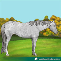 Horse Color:Black Ice Appaloosa