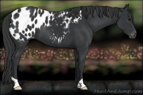 Horse Color:Black Appaloosa 