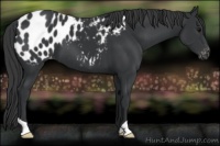 Horse Color:Black Appaloosa 