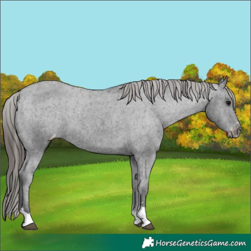 Horse Color:Black Appaloosa 
