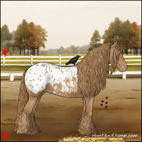 Horse Color:Chestnut Appaloosa