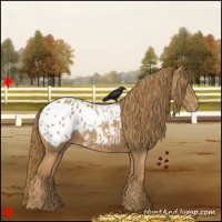 Horse Color:Chestnut Appaloosa 