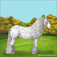 Horse Color:Silver Grullo Near Leopard 