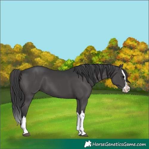 Horse Color:Black Splash