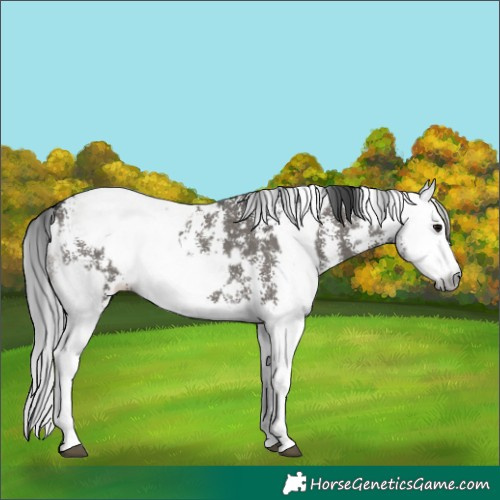 Horse Color:Grullo Sabino Splash and Gray Grullo Sabino Splash