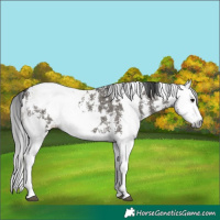 Horse Color:Grullo Sabino Splash  and Gray Grullo Sabino Splash 