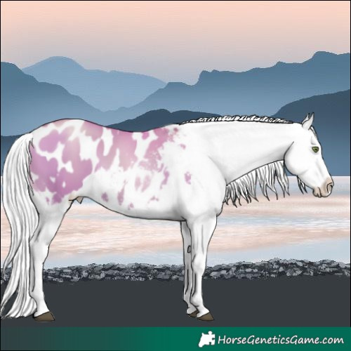 Horse Color:Silver Grullo Pearl Appaloosa 