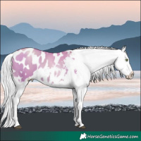Horse Color:Silver Grullo Pearl Appaloosa 