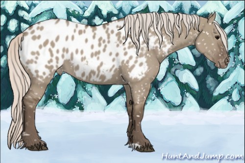 Horse Color:Silver Grullo Appaloosa