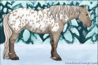 Horse Color:Silver Grullo Appaloosa 