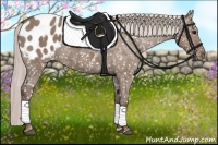 Horse Color:Silver Grullo Appaloosa 