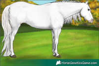 Horse Color:Silver Grullo Appaloosa 