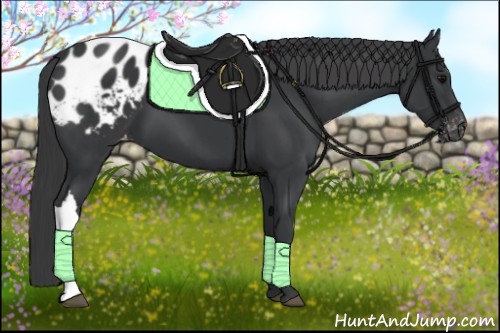 Horse Color:Black Appaloosa 