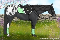 Horse Color:Black Appaloosa 