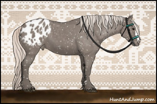 Horse Color:Silver Grullo Appaloosa 