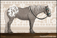 Horse Color:Silver Grullo Appaloosa 