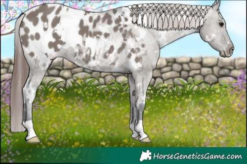 Horse Color:White Spotted Grullo Appaloosa 