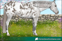 Horse Color:White Spotted Grullo Appaloosa 