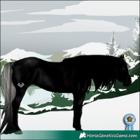 Horse Color:Void Silver Grullo Ice Tobiano Appaloosa 