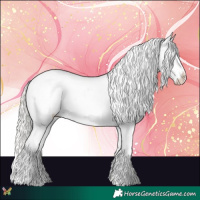Horse Color:Silver Grullo Appaloosa 