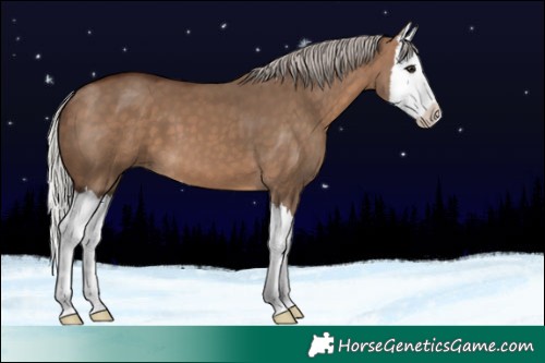Horse Color:Silver Brown Dun Splash